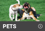 two dogs on an artificial turf