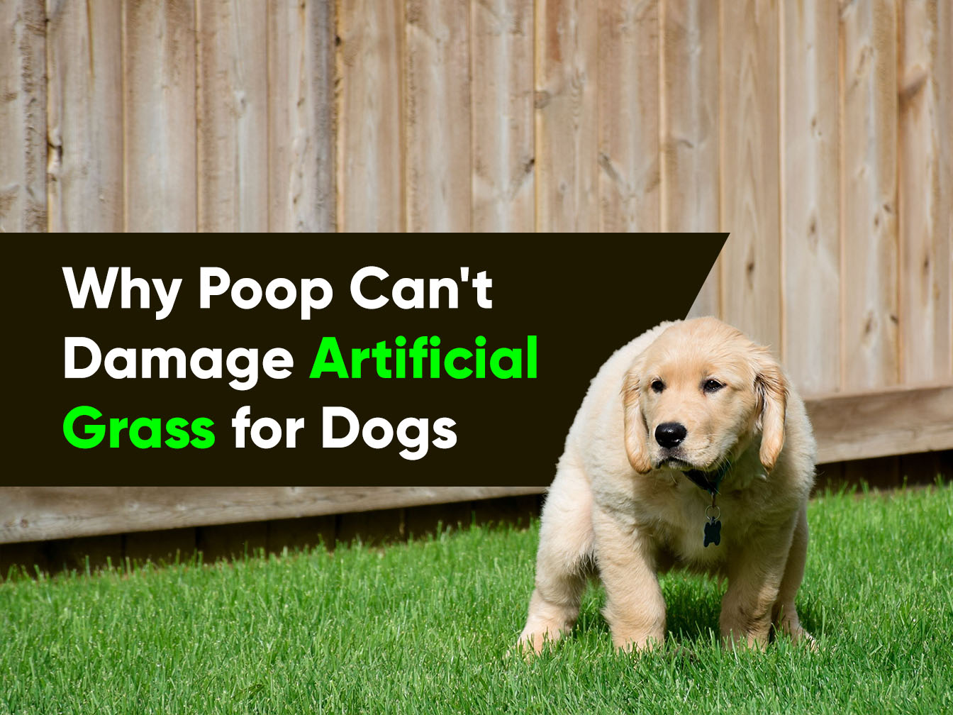 do dogs eat artificial grass